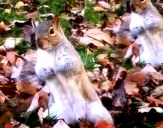 Σκίουρος χορεύει Michael Jackson ! (vid)