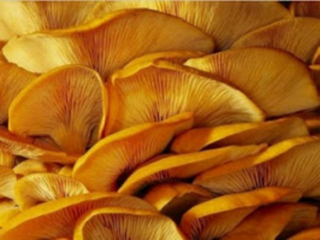 5 φαγητά που μπορούν να σας σκοτώσουν