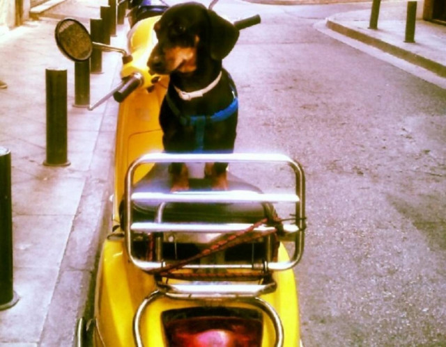 Σκύλος σε ρόλο... easy rider!