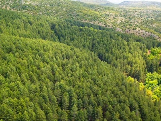 Απαγορεύεται η κυκλοφορία τη νύχτα στα δασικά συμπλέγματα της Λακωνίας