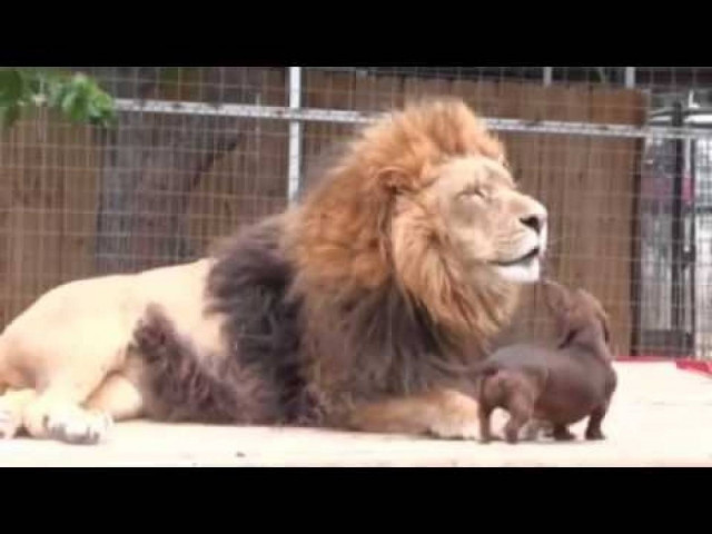 Απίστευτο βίντεο: Ο βασιλιάς της ζούγκλας «ερωτεύτηκε» έναν σκύλο