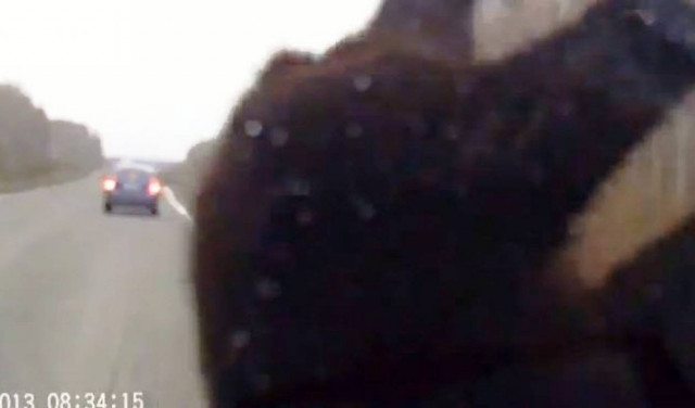 Βίντεο - σοκ: Όχημα συγκρούεται με αρκούδα!