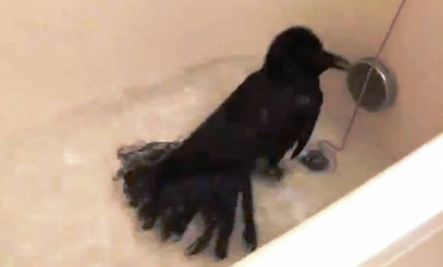 Βίντεο: Και το κοράκι μπαίνει να κάνει το μπανάκι του...