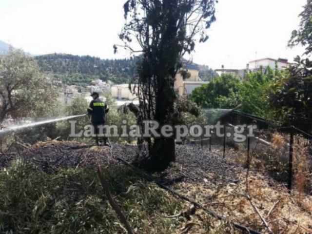Κάηκε ιστορικό κυπαρίσσι της Λαμίας