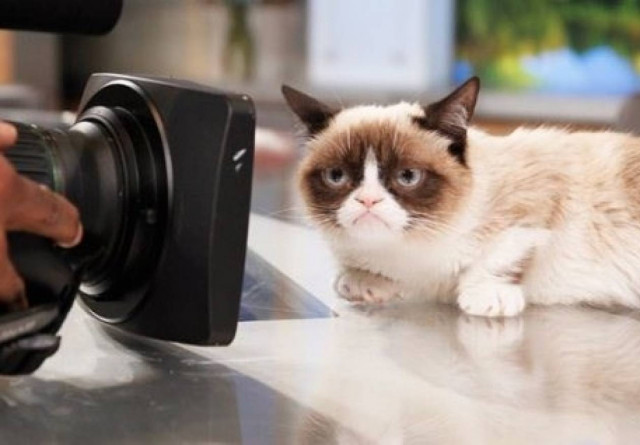 Δείτε την γάτα που κατακτά το Hollywood (photo)!