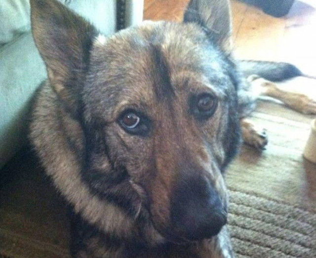 Η συγκινητική ιστορία του Κάιζερ που θα σας κάνει να δακρύσετε