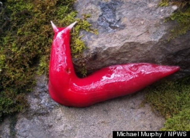 Εσείς μπορείτε να μαντέψετε τι είναι αυτό το πλάσμα; (pics)