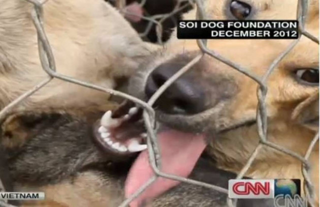 Φρίκη: Λαθρέμποροι πωλούν 200.000 σκυλιά σε εστιατόρια