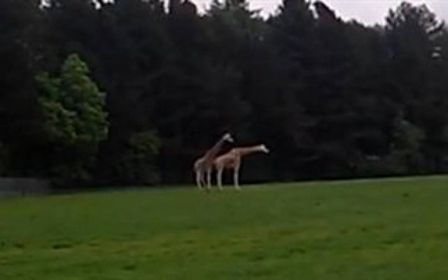 Ξεκαρδιστικό βίντεο: Ο... ορισμός της γκαντεμιάς