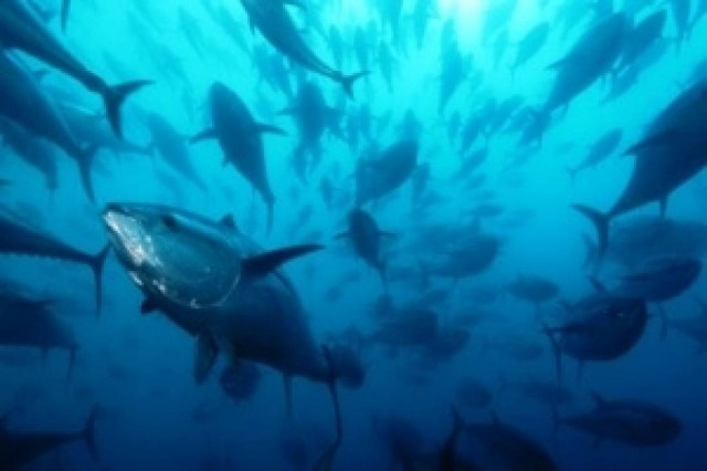 Αλιεία τόνου: Πρόγραμμα ελέγχου και επιθεώρησης στη Μεσόγειο