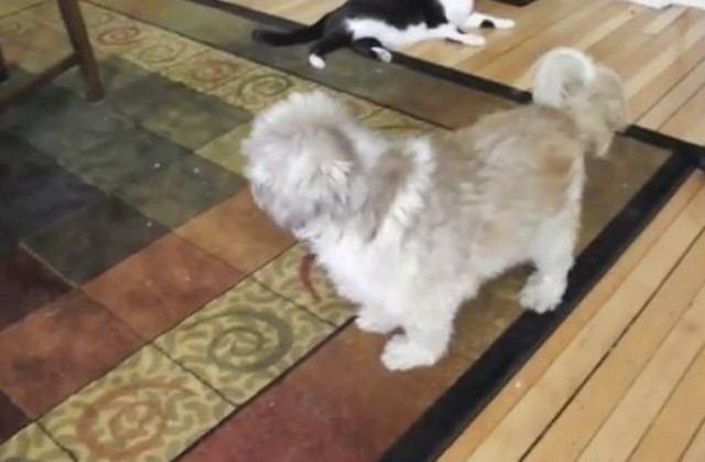 Βίντεο: Ο σκύλος που δεν γαβγίζει