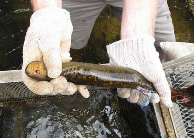 Ψάρι- βρυκόλακας τρομοκρατεί τις ΗΠΑ (pics)