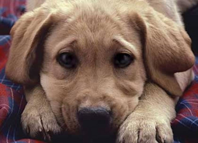 Οργή φιλόζωων για αθώωση ιδιοκτήτη που «βασάνισε» τον σκύλο του