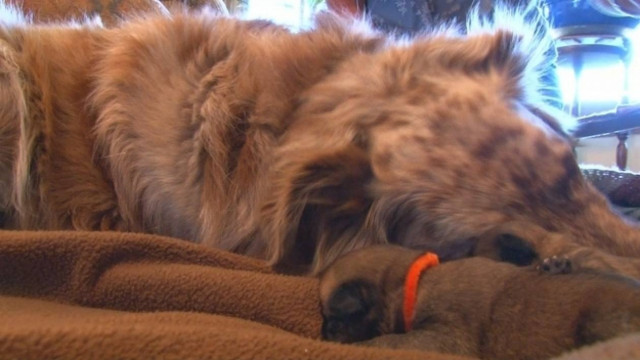 Συγκινητικό: Σκυλίτσα έσωσε κουτάβια και τα… υιοθέτησε!