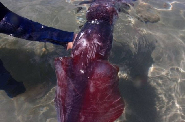 Έπαθαν ΣΟΚ με αυτό που αντίκρισαν στην ακτή