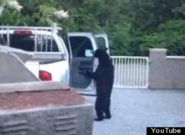 Βίντεο: Αρκούδα... κλέφτης αυτοκινήτου ξετρέλανε το YouTube!