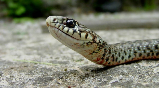 Τρόμος στη Θεσσαλονίκη: Μαύρες οχιές εισβάλουν στις αυλές των σπιτιών