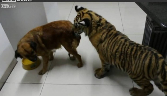 Βίντεο: Σκύλος vs... τίγρη για ένα μπολ νερό