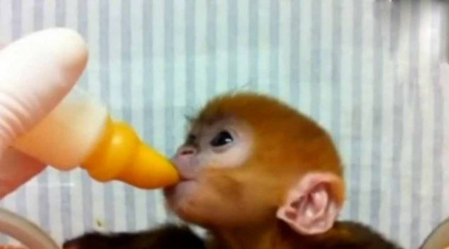 Βίντεο: Δείτε το μαϊμουδάκι να πίνει το γαλατάκι του!