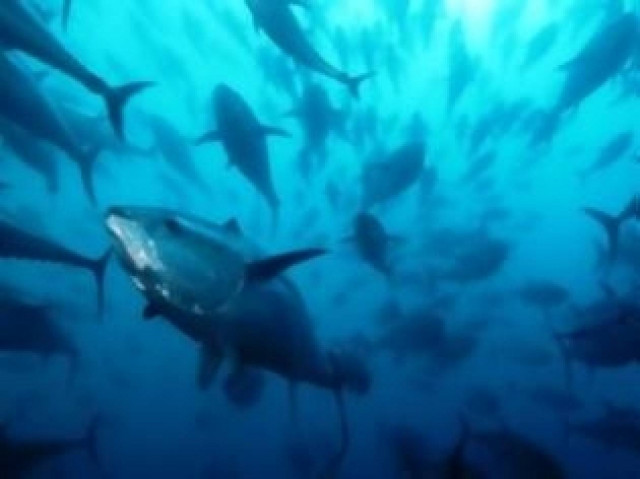 Παράνομες ιχθυοπαγίδες στον Αμβρακικό