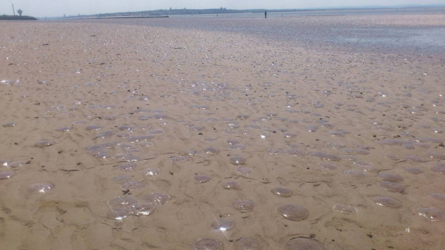 Η παραλία γέμισε μέδουσες