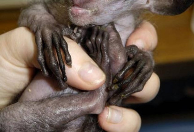 Δείτε: Αυτό είναι το πιο... άσχημο ζώο στον κόσμο! (pic)