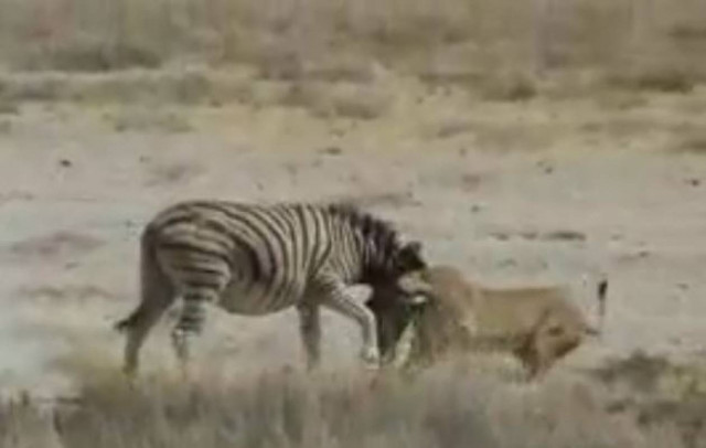 Βίντεο: Μάχη για τη ζωή