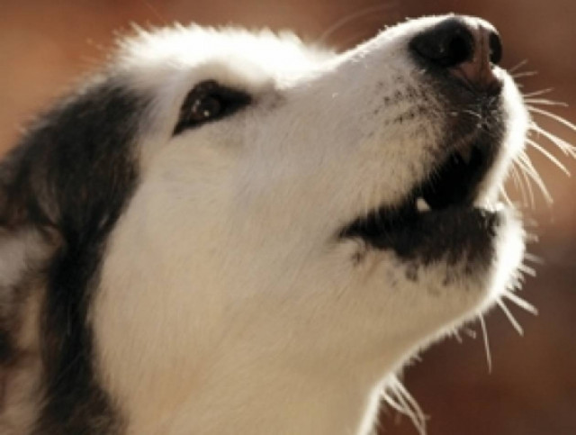 ΠΡΟΣΟΧΗ: Πώς μας δείχνουν τα ζώα ότι θα γίνει σεισμός