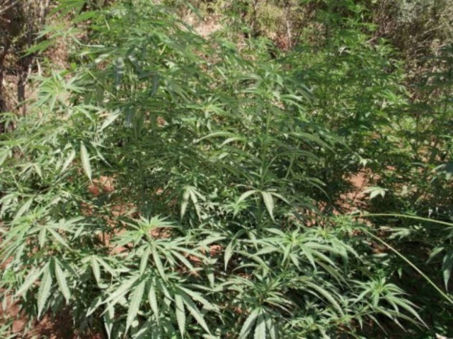 Λακωνία: Η παρακολούθηση... αποκάλυψε φυτεία!