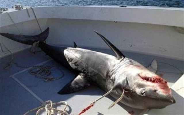 Τρομοκρατήθηκαν οι ψαράδες από... ουρανοκατέβατο καρχαρία