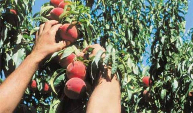 Μάστιγα οι κλοπές προϊόντων από χωράφια-Σε απόγνωση οι παραγωγοί