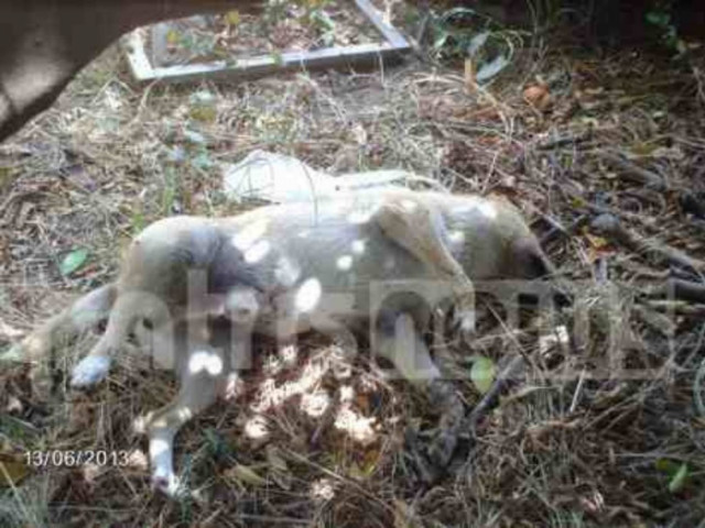 Αμαλιάδα: Έβλεπε τον σκύλο του να ξεψυχά από φόλα