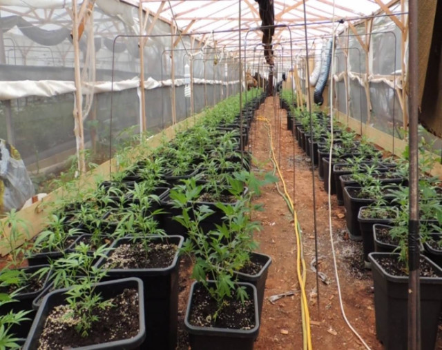 Φωτογραφίες και βίντεο από τις ντομάτες με κάνναβη στη Νέα Μάκρη