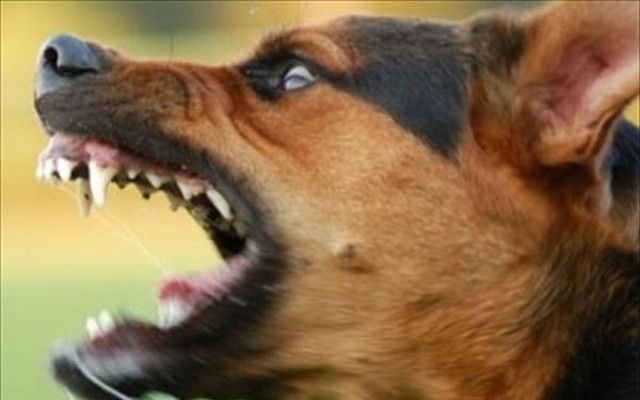 Κρούσμα λύσσας στις Σέρρες