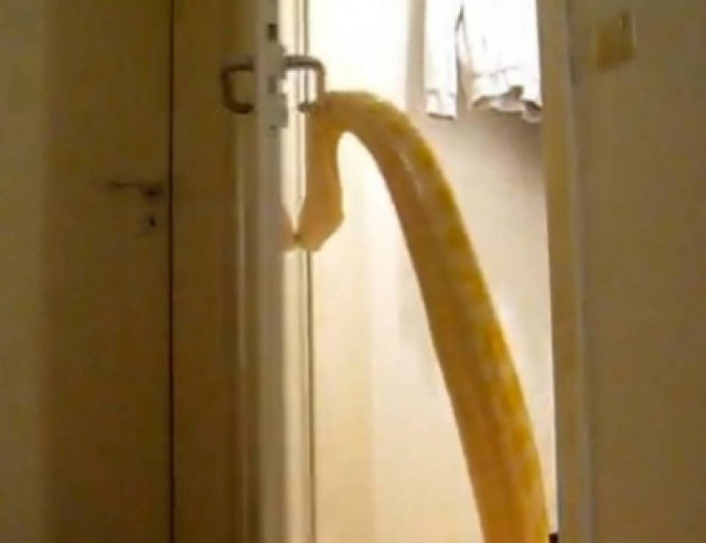 Βίντεο: Θα ανατριχιάσετε - Πύθωνας... ανοίγει πόρτα δωματίου!