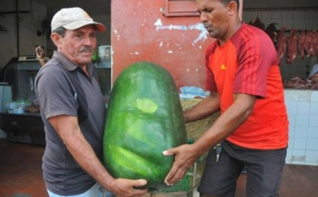 Δείτε: Αυτό είναι το μεγαλύτερο αγγούρι του κόσμου!