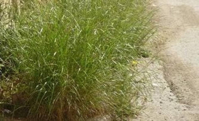 «Ζούγκλα» το Πετροχώρι Ξάνθης-Άγρια χόρτα και φίδια παντού…