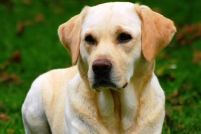 Οργή στη Λέσβο - Άφησαν τον σκύλο να πεθάνει