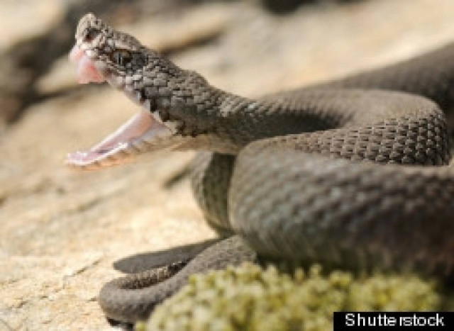 Ειδικός πέθανε από δάγκωμα φιδιού την ώρα επίδειξης!