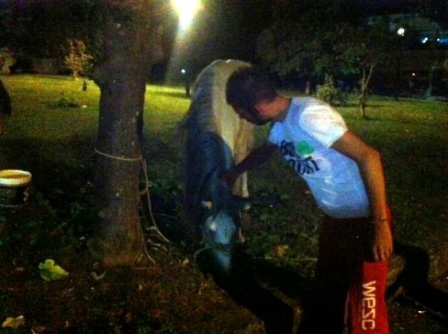 Έκπληκτοι οι Αγρινιώτες: Έβλεπαν το άλογο να κόβει βόλτες (pic)!