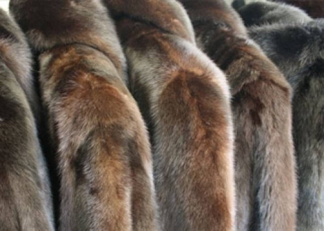 Πόλεμος για τη γούνα: Έβγαλαν τα καλάσνικοφ