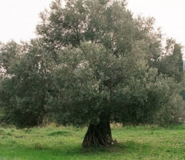 Έκοψαν το δέντρο και βρήκαν στον κορμό…
