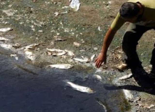 Γέμισε νεκρά ψάρια ο Πηνειός