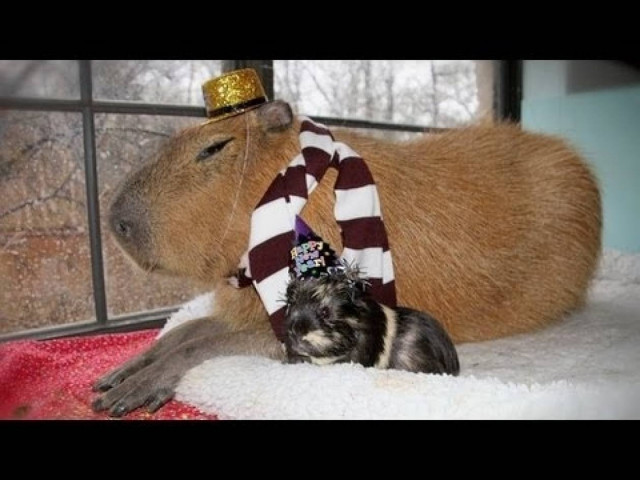 Βίντεο: Αυτό είναι το μεγαλύτερο... τρωκτικό στον κόσμο!