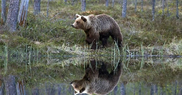 Αρκούδος -νάρκισσος θαυμάζει το είδωλό του στη λίμνη!