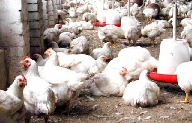 Κύπρος: Ψευδοπανώλη και σε άλλη μονάδα στο Μάμμαρι