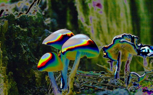 ΣΟΚ: Ξερίζωσε μόνος του κομμάτι από...