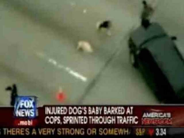 Σκύλος στην Εθνική οδό προστατεύει την τραυματισμένη μητέρα του!