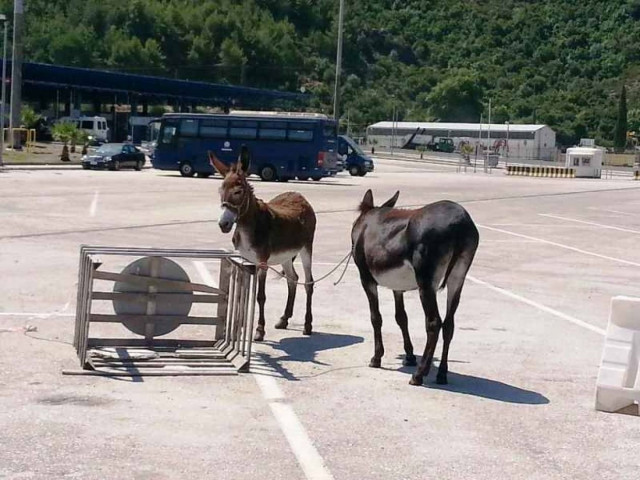 Μαζί με τα γαϊδουράκια μετέφεραν παράνομα και... 107 χελώνες! (pics)