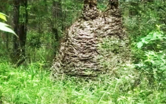 Η μεγαλύτερη σφηκoφωλιά που είδατε ποτέ!